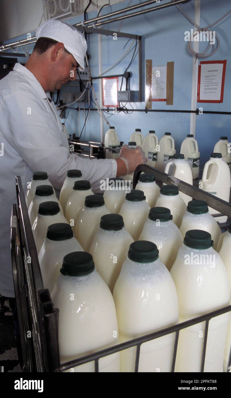 Milchmann, der Milch abfüllt, und kleine unabhängige Milchprodukte Stockfoto