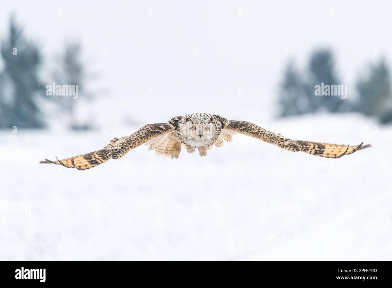 Sibirische Adlereule in der Luft mit gespreizten Flügeln. Frontalaufnahme der Eule im Flug. Tierwelt. Bubo bubo sibircus Stockfoto