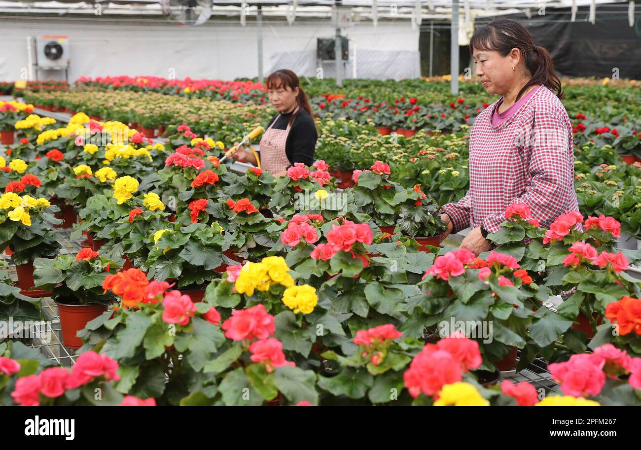 HANZHONG, CHINA - 17. MÄRZ 2023 - Ein Arbeiter kümmert sich um Blumen auf einer Blumenbasis im Dorf Shaba, Stadt Hanzhong, Nordwestchina, Provinz Shaanxi Stockfoto