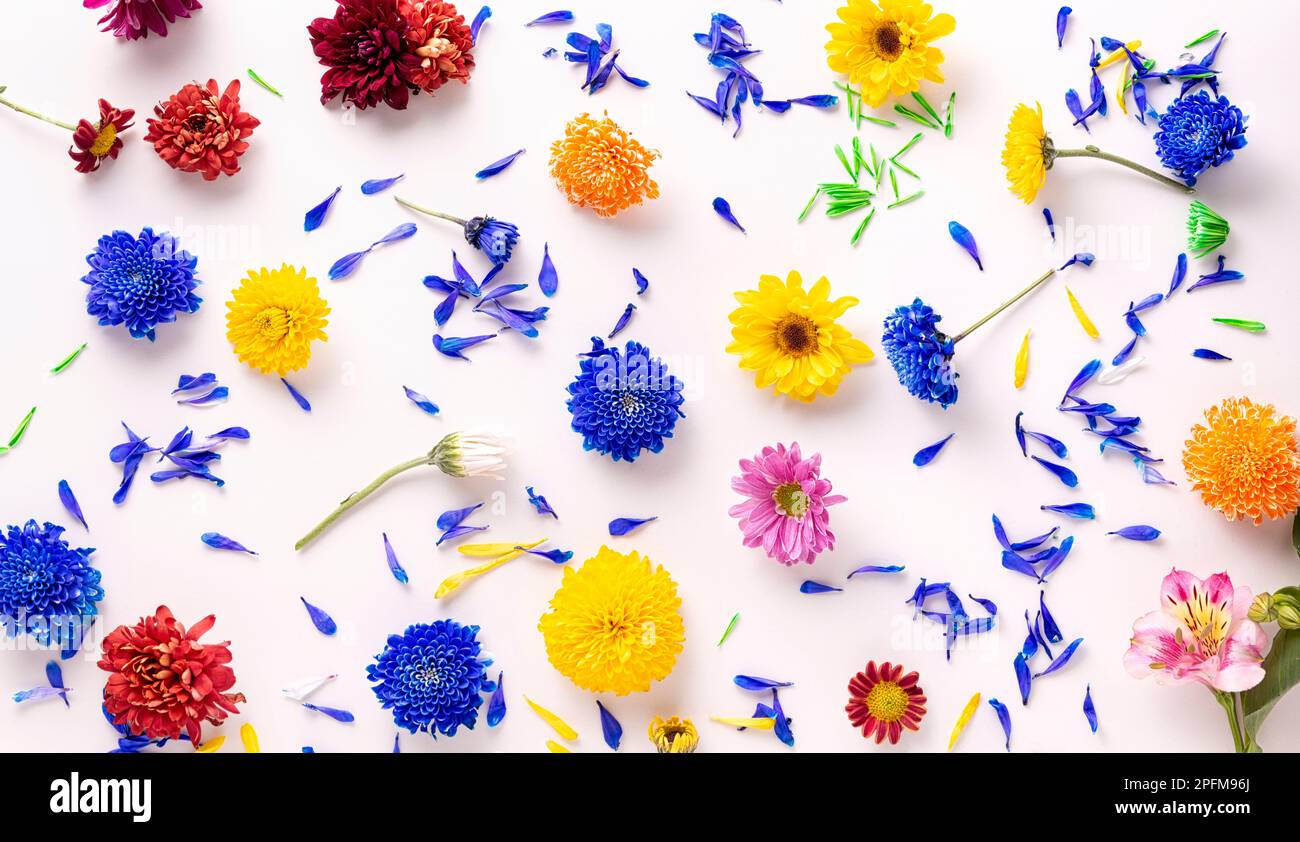 Farbenfrohe Frühlingsblumen im Hintergrund. Verschiedene bunte Frühlingsblumen auf weißem Hintergrund. Dekoration Blumenmuster, Ostern, Geburtstag, Happ Stockfoto