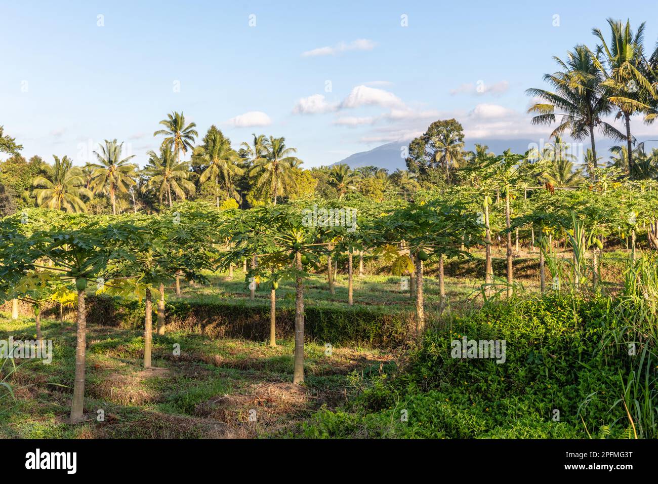 Papaya- und Palmenbäume, die am Rande eines Reisfeldes wachsen. Bali, Indonesien. Stockfoto