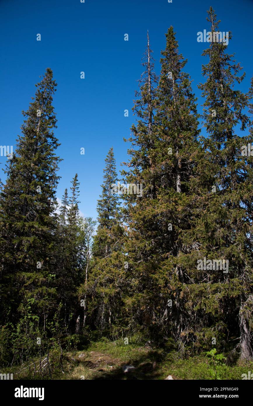 Fichten waelder Fotos und Bildmaterial in hoher Auflösung Alamy