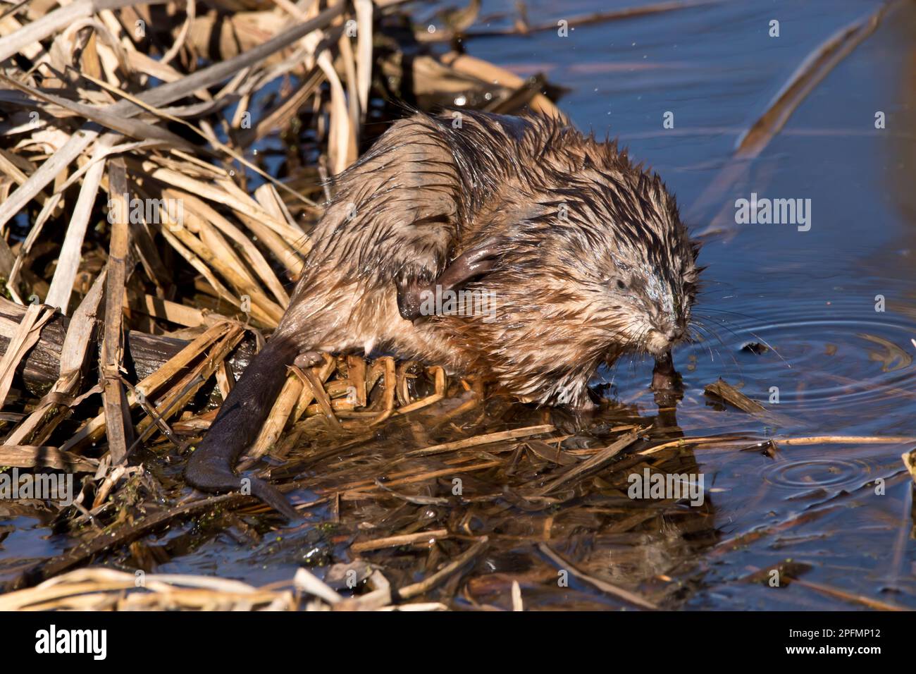 Eine Bisamratte, Ondatra zibethicus, juckt sich selbst mit ihrem Hinterfuß in einem Sumpf in Iowa an einem Winternachmittag. Stockfoto