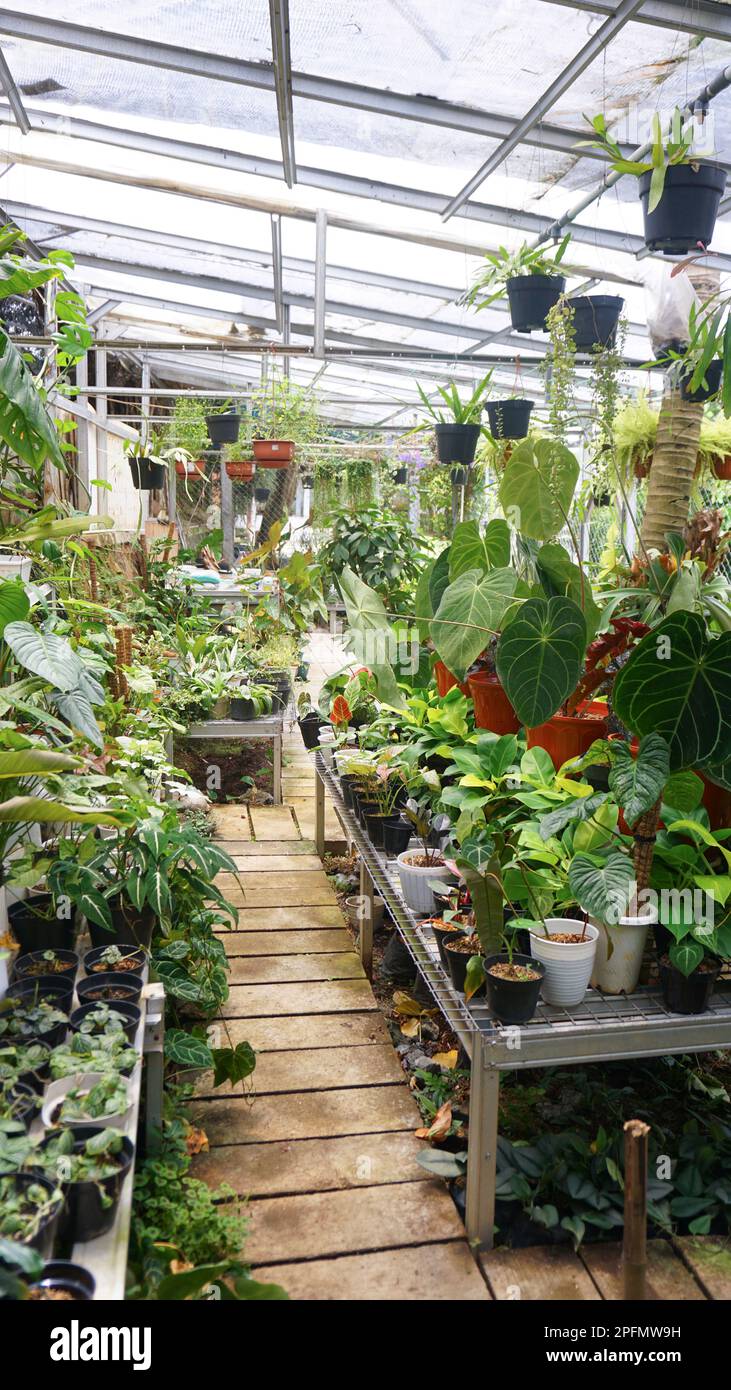 Verschiedene Topfpflanzen im Gewchshaus. Konzept fr Pflanzenliebhaber.  Grnhaus Pflanzen moderne Innenausstattung. Earth Day Konzept  Stockfotografie - Alamy