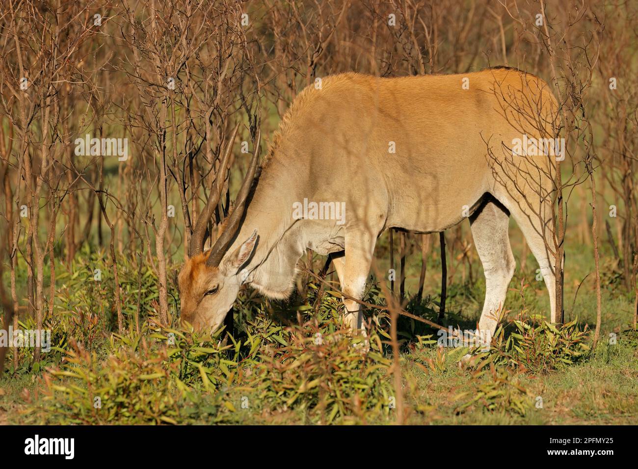 Eine Eselantilope (Tragelaphus oryx) in natürlichem Lebensraum, Südafrika Stockfoto