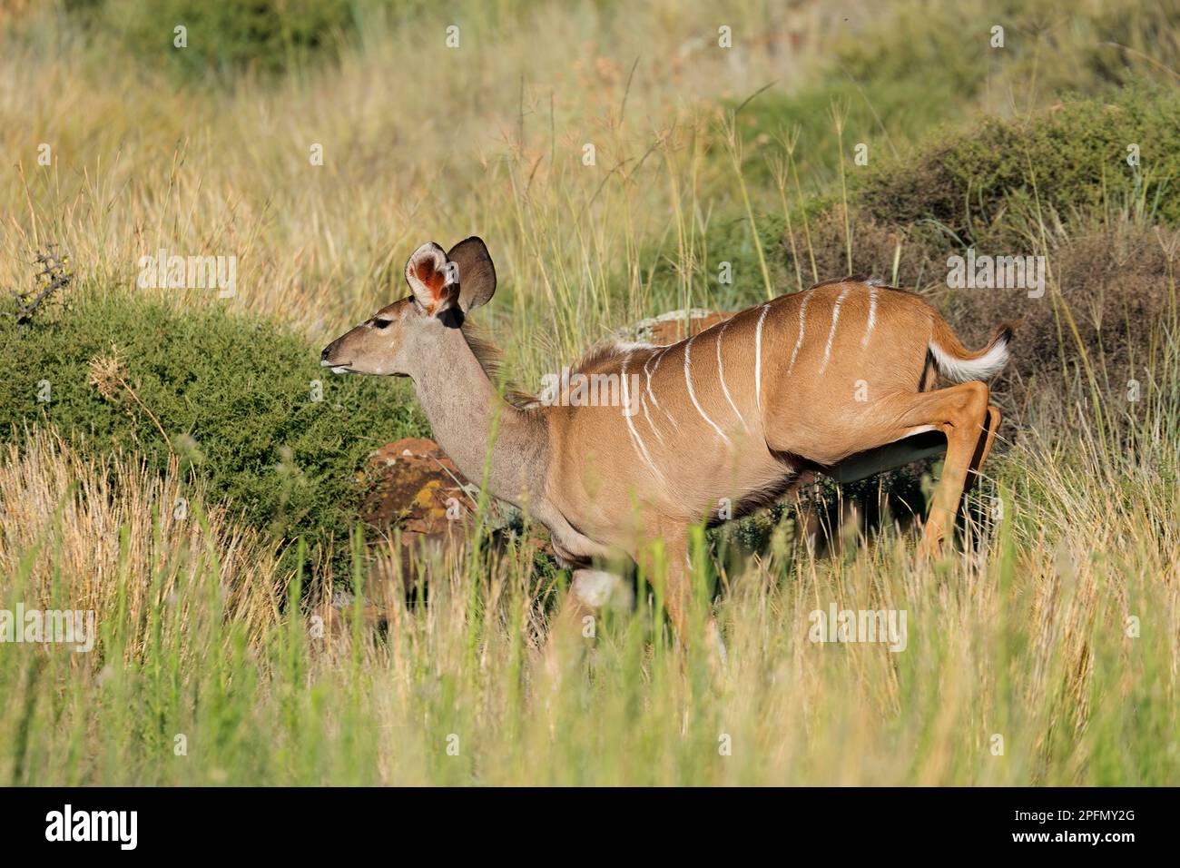 Weibliche Kudu-Antilopen (Tragelaphus strepsiceros), Mokala-Nationalpark, Südafrika Stockfoto