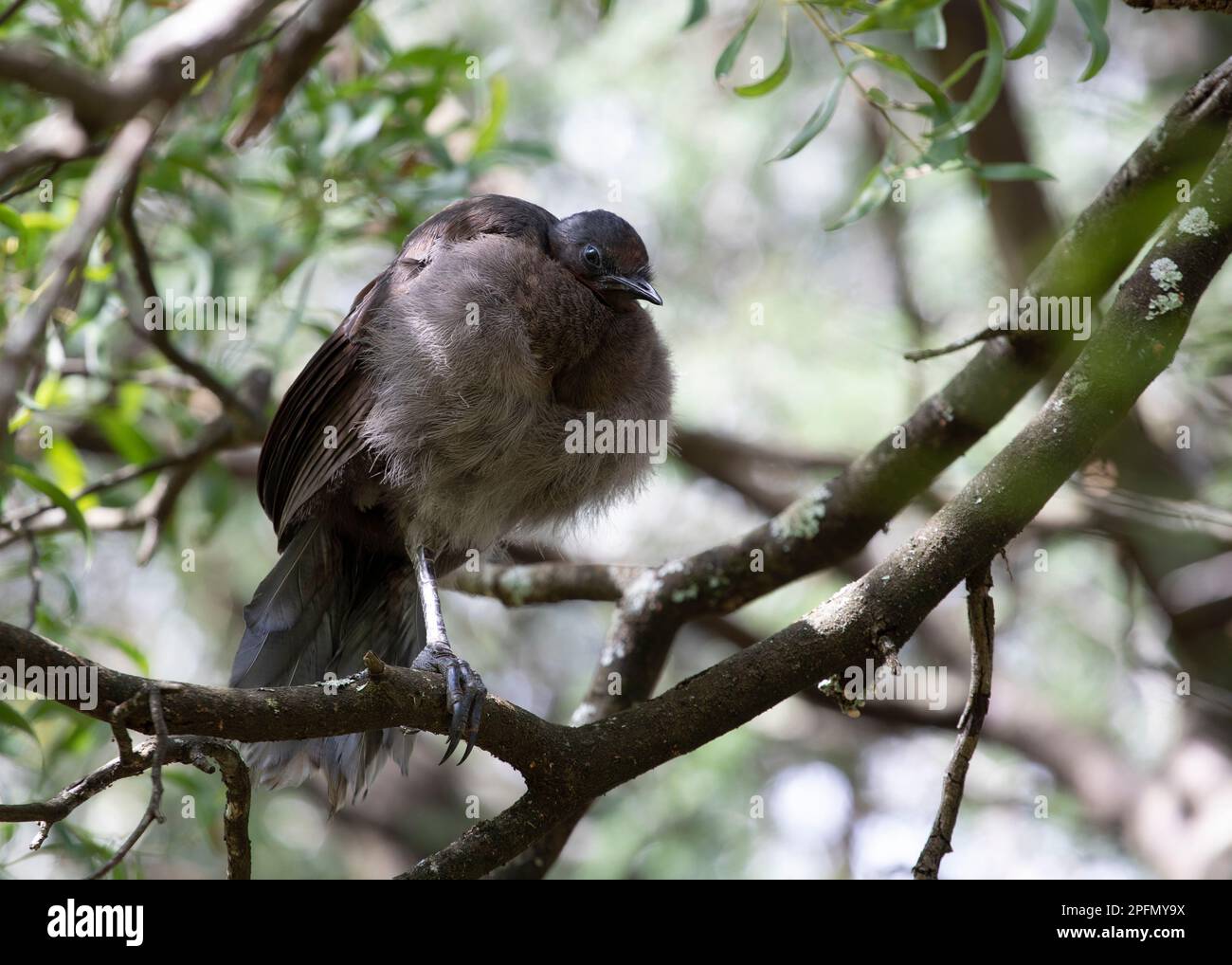 Baby Lyrebird mit Daunenfedern, hoch oben auf einem Baum, ein Bein hochgeklappt, schläft. Stockfoto