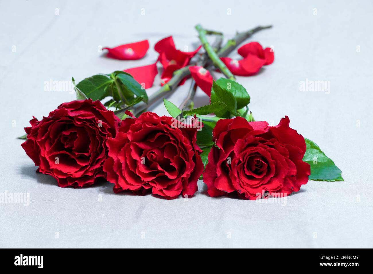 Drei rote Rosen kommen näher Stockfoto