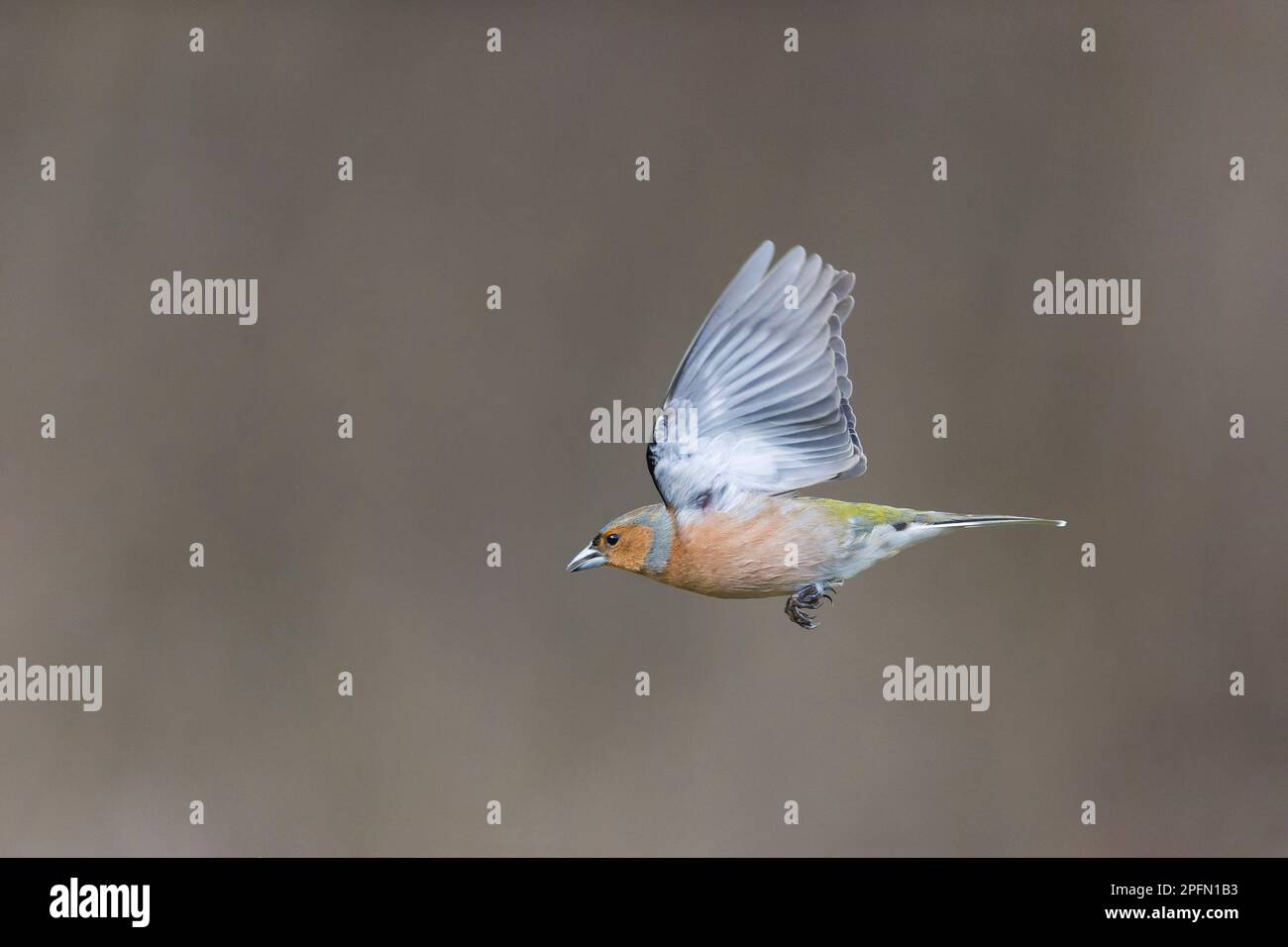 Fringilla Coelebs, männlicher Erwachsener, der fliegt, Suffolk, England, März Stockfoto
