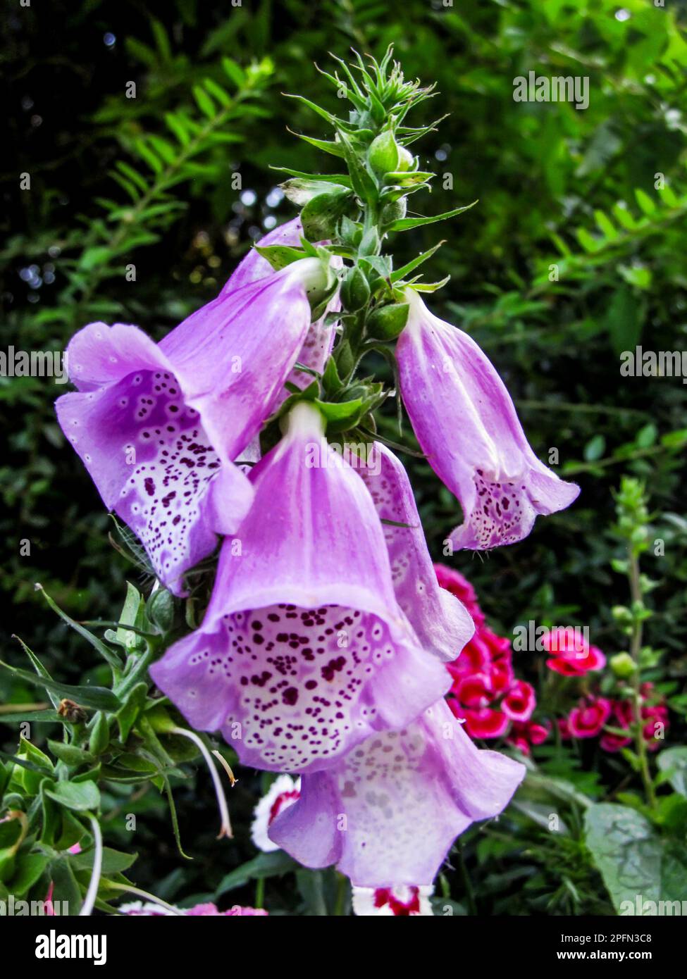 Rosa Lila, Foxglove, Digitalis purpurea, Blumen. Foxhandschuh, ursprünglich aus Europa und dem Mittelmeer, ist eine schöne, aber hochgiftige Blume Stockfoto