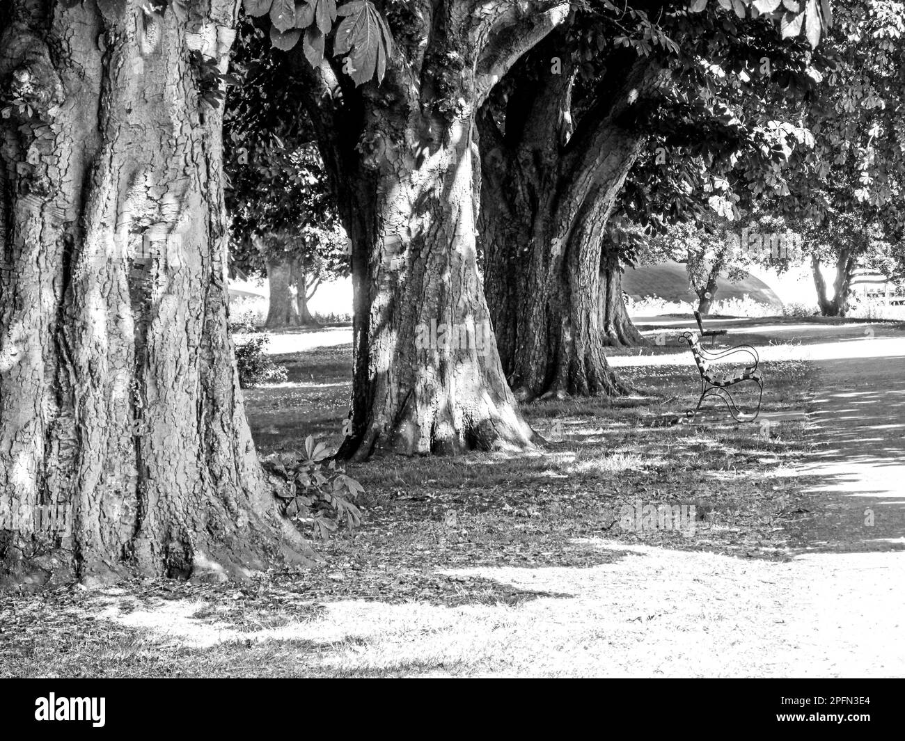 Eine Reihe alter Bäume in Schwarz und Weiß in einem Park in der Großregion London in Großbritannien. Stockfoto