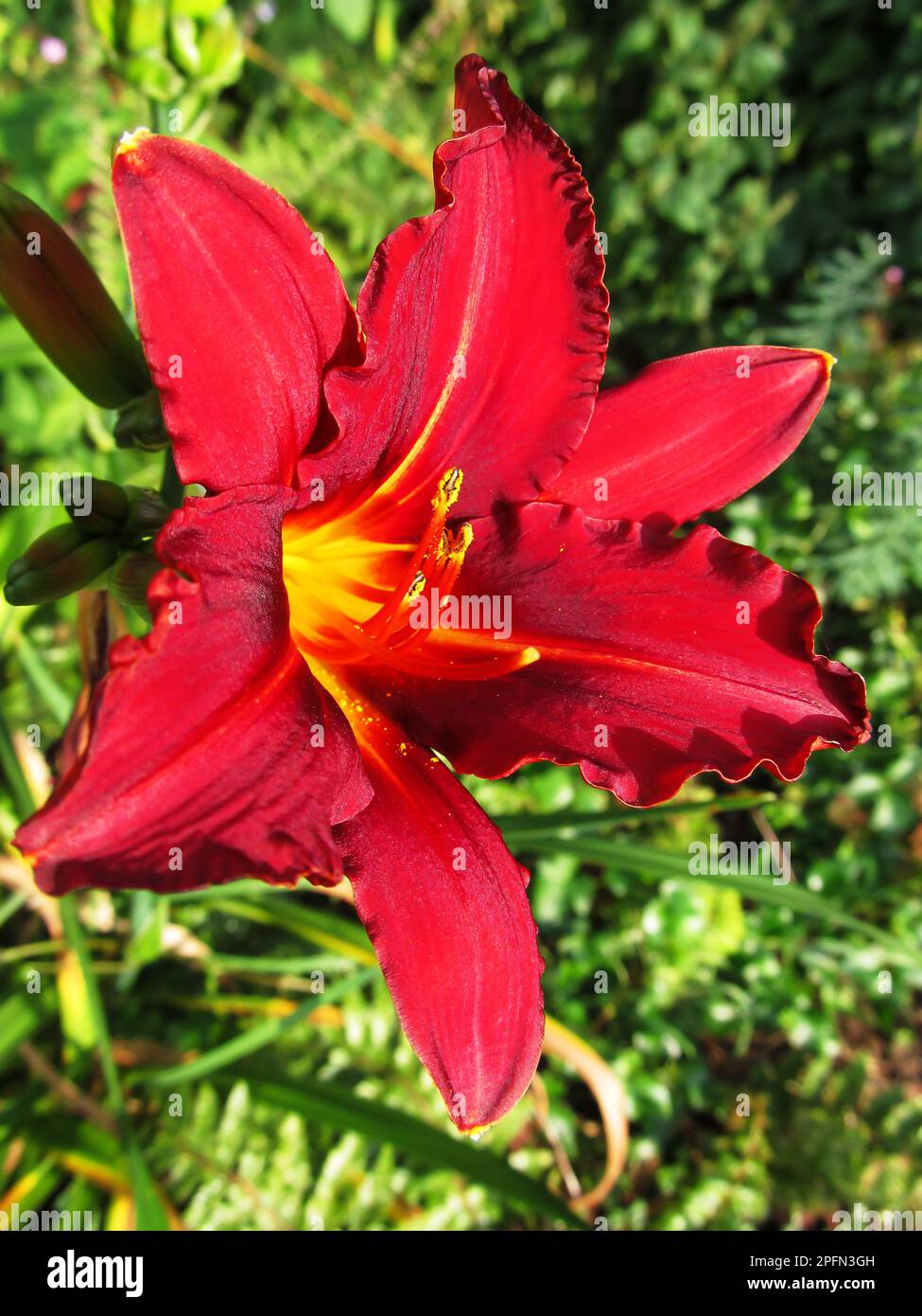 Die wunderschöne Blume einer dunkelroten Tageslilie Stockfoto Die wunderschöne Blume einer dunkelroten Tageslilie Stockfoto