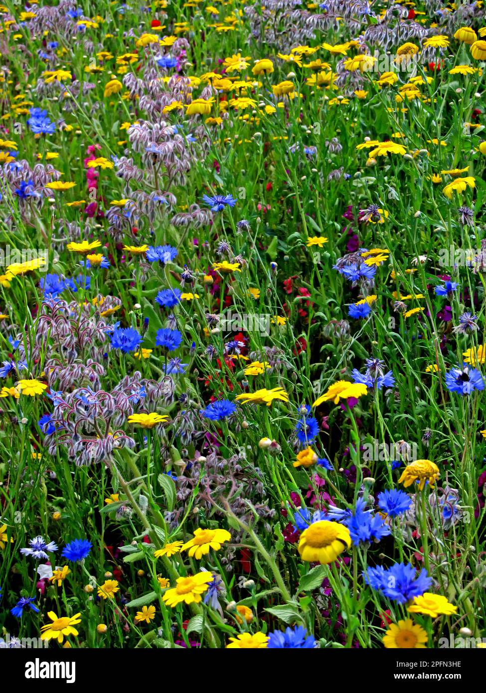 Eine Masse englischer Wildblumen in voller Blüte im Sommer in einem Garten in Südengland Stockfoto