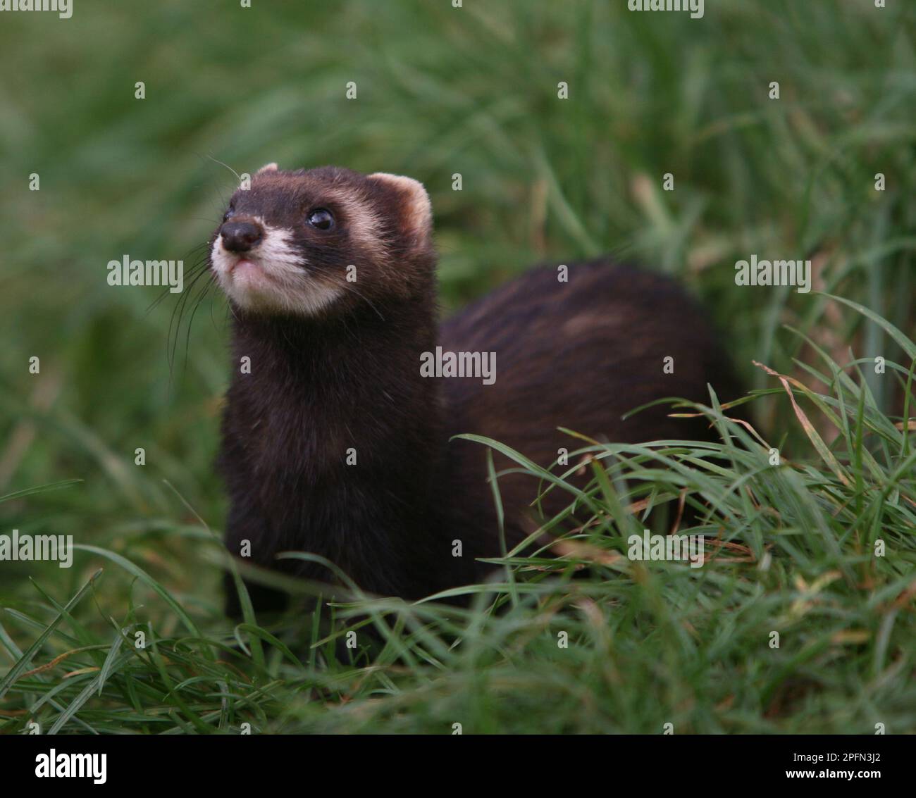 Datei Foto vom 04/11/17 eines Polecats, da die Auswirkungen von Straßenschlägen „weitaus schockierender“ sind als zuvor gedacht, haben Forscher gewarnt, basierend auf einer Analyse der Tierpopulationen weltweit. Stockfoto