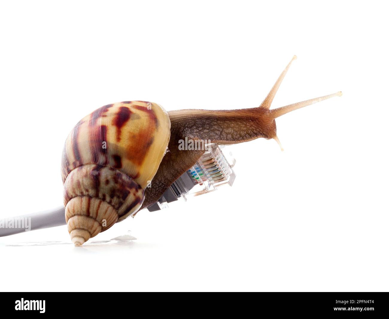 Schnecke mit rj45 Stecker symbolische Foto für langsame Internet-Verbindung. Breitband-Verbindung ist nicht überall verfügbar. Stockfoto