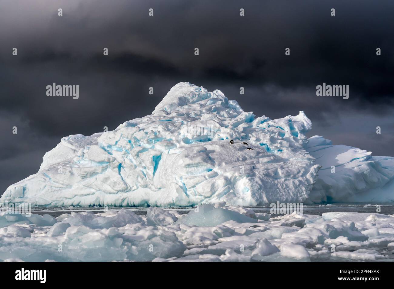 Südgeorgien, Adelie-Pinguine (Pygoscelis adeliae) Stockfoto