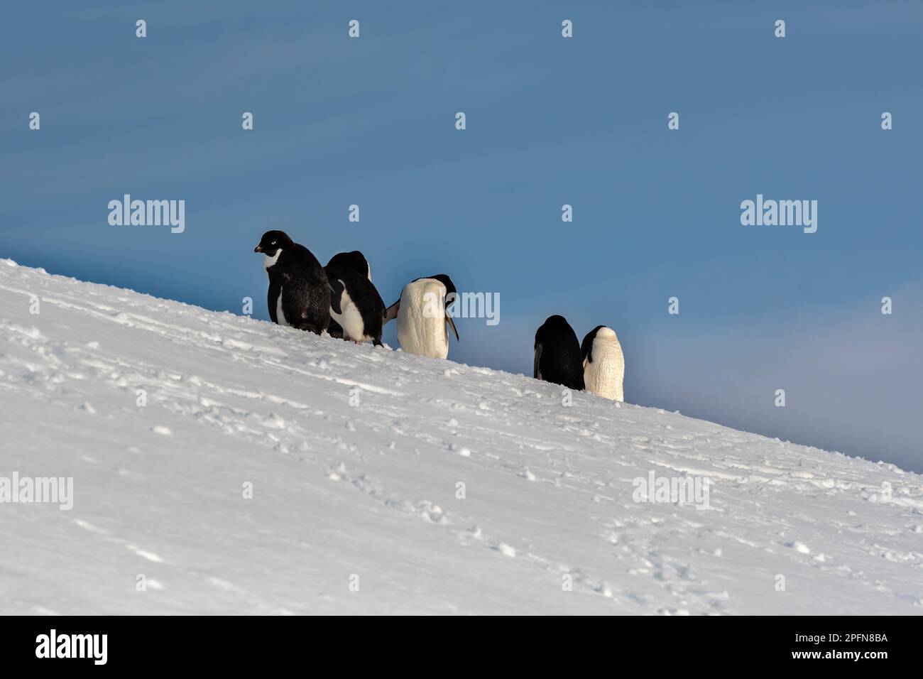 Antarktische Halbinsel, Adelie-Pinguine (Pygoscelis adeliae) Stockfoto