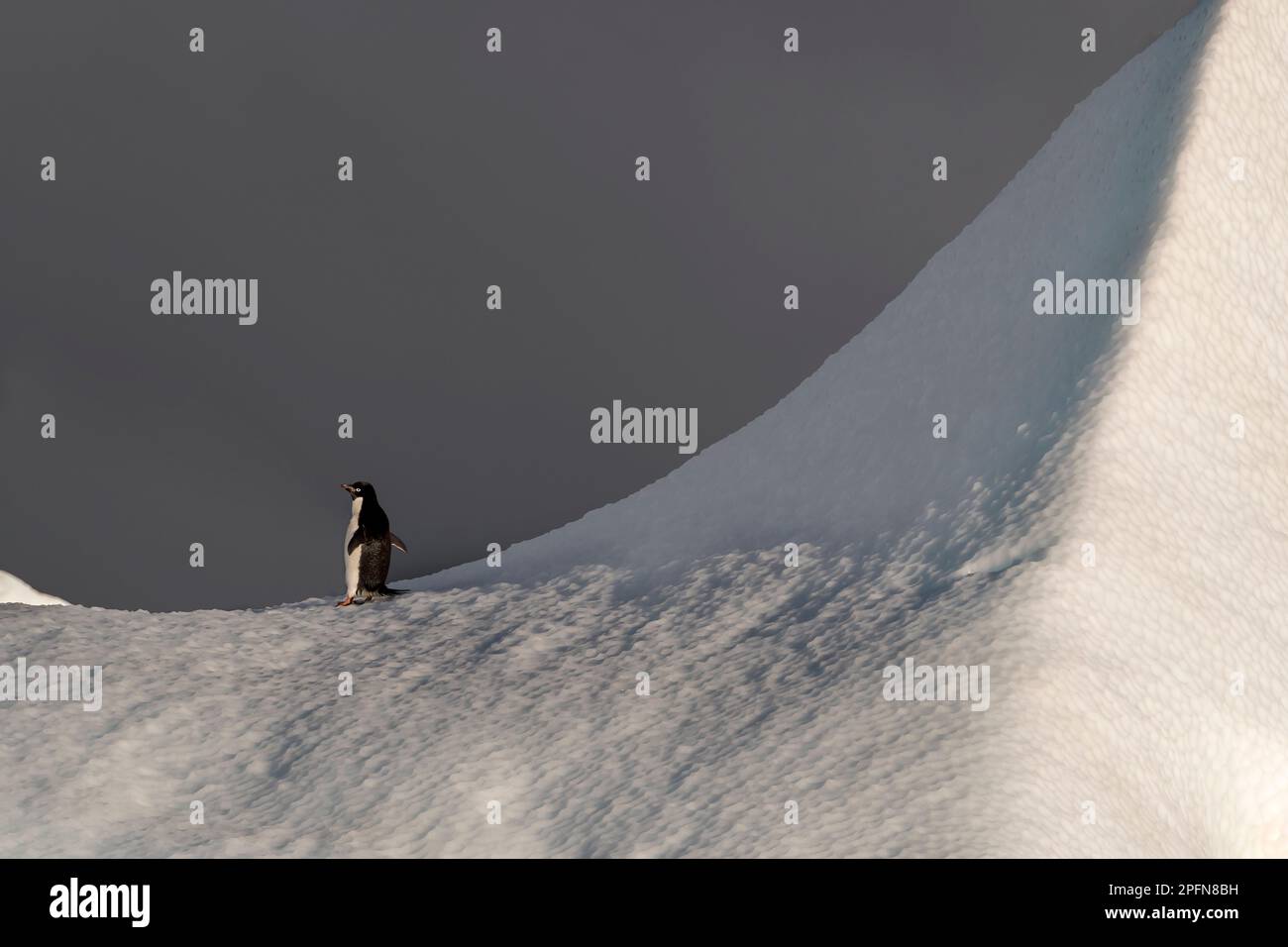 Südgeorgien, Adelie-Pinguin (Pygoscelis adeliae) Stockfoto