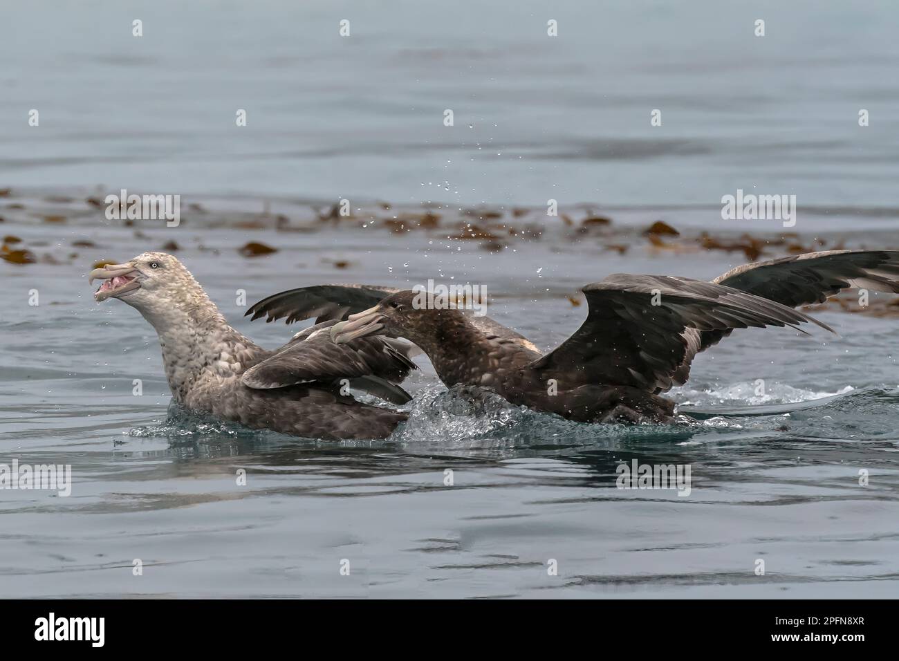 Südgeorgien, Cooper Bay. Südliches Königliches Albatross (Diomedea epomophora) Stockfoto