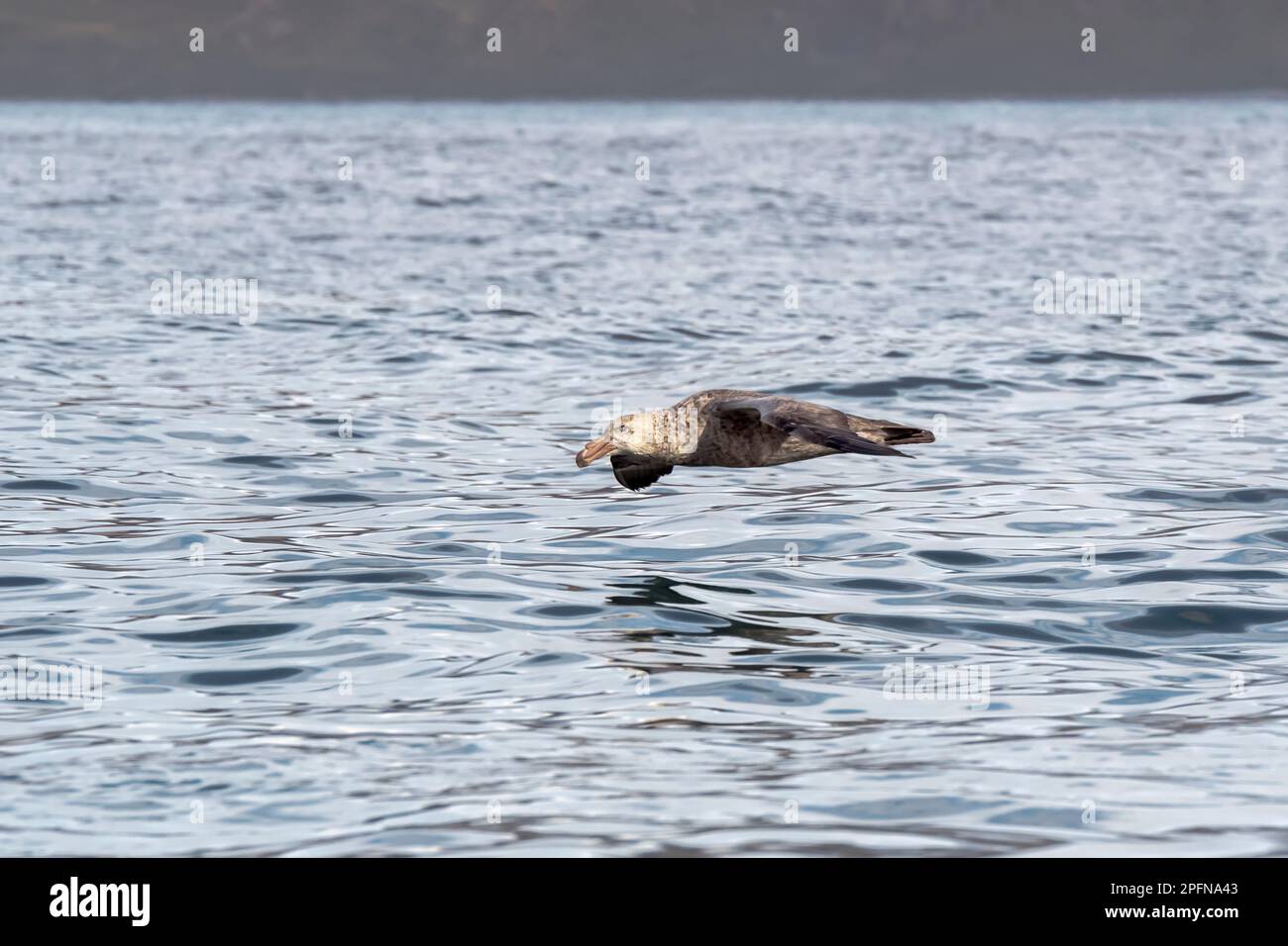 Südgeorgien, Fortuna Bay. Südliches Königliches Albatross (Diomedea epomophora) Stockfoto