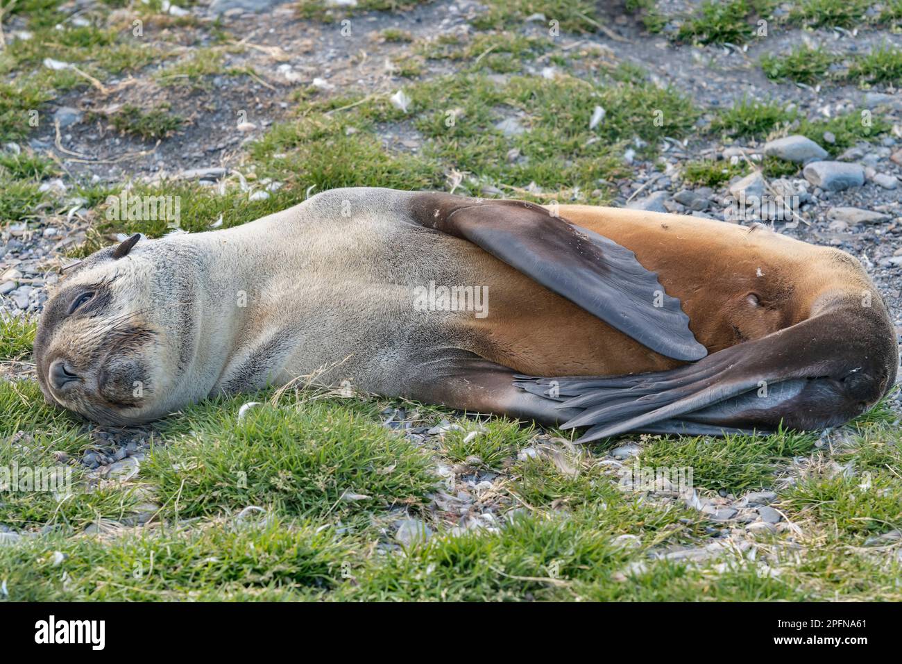 Südgeorgien, Fortuna Bay. Seehund, antarktisch (Arctocephalus gazella) Stockfoto