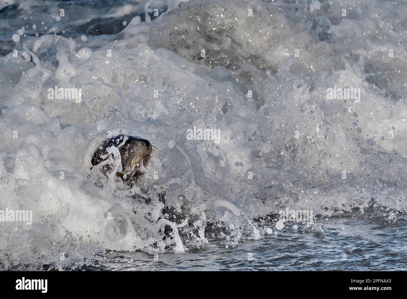 Südgeorgien, Fortuna Bay. Seehund, antarktisch (Arctocephalus gazella) Stockfoto