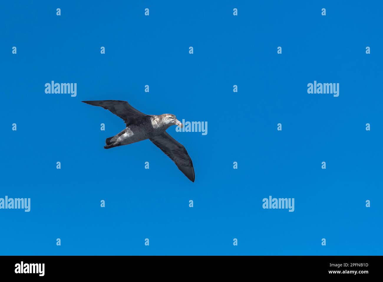 Südgeorgien. Nördlicher Riesenfalke (Macronectes hallii) Stockfoto