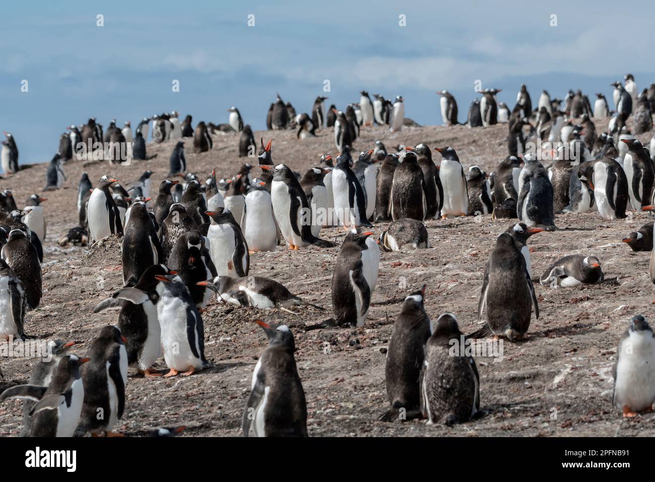Falklandinseln, Saunders Insel. Gentoo-Pinguine (Pygoscelis papua) Stockfoto