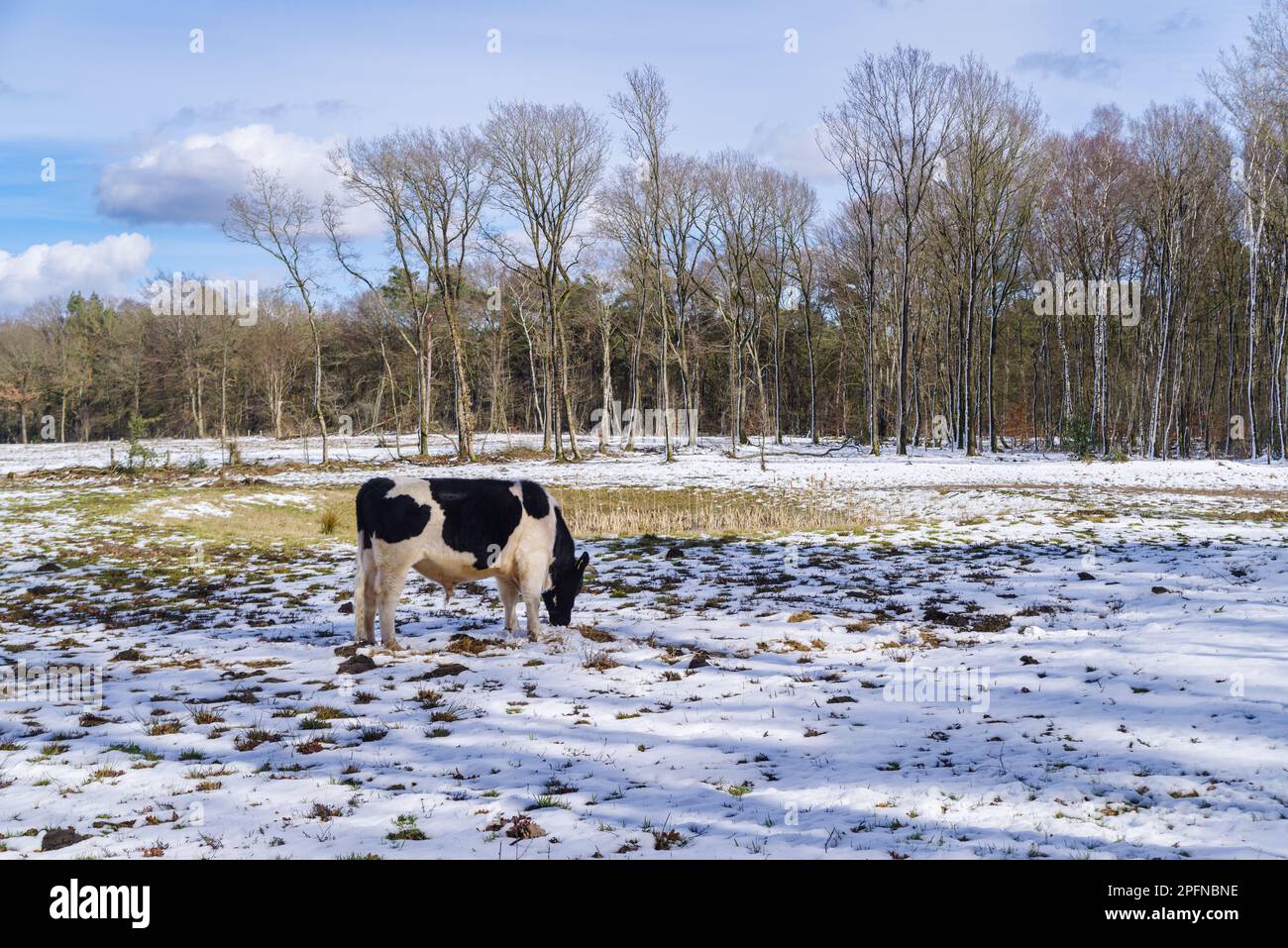 friesische Kühe draußen im Schnee Stockfoto