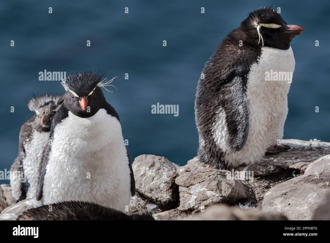 Falklandinseln, Saunders Insel. Rockhopper-Pinguine (Eudytes chrysocome) Stockfoto