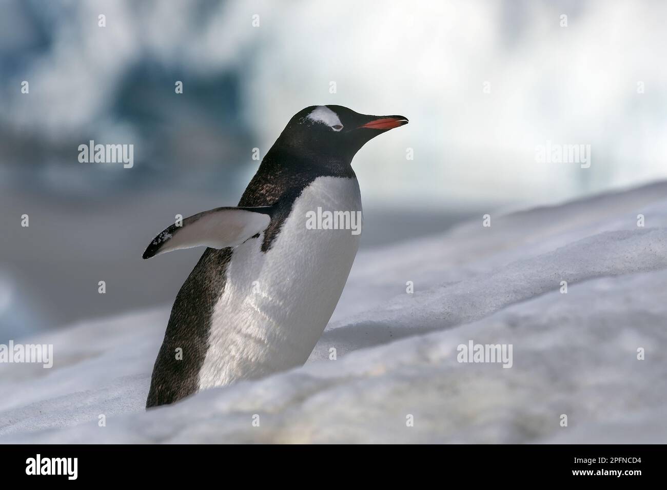 Antarktische Halbinsel. Danco Island. Gentoo-Pinguin (Pygoscelis papua) Stockfoto