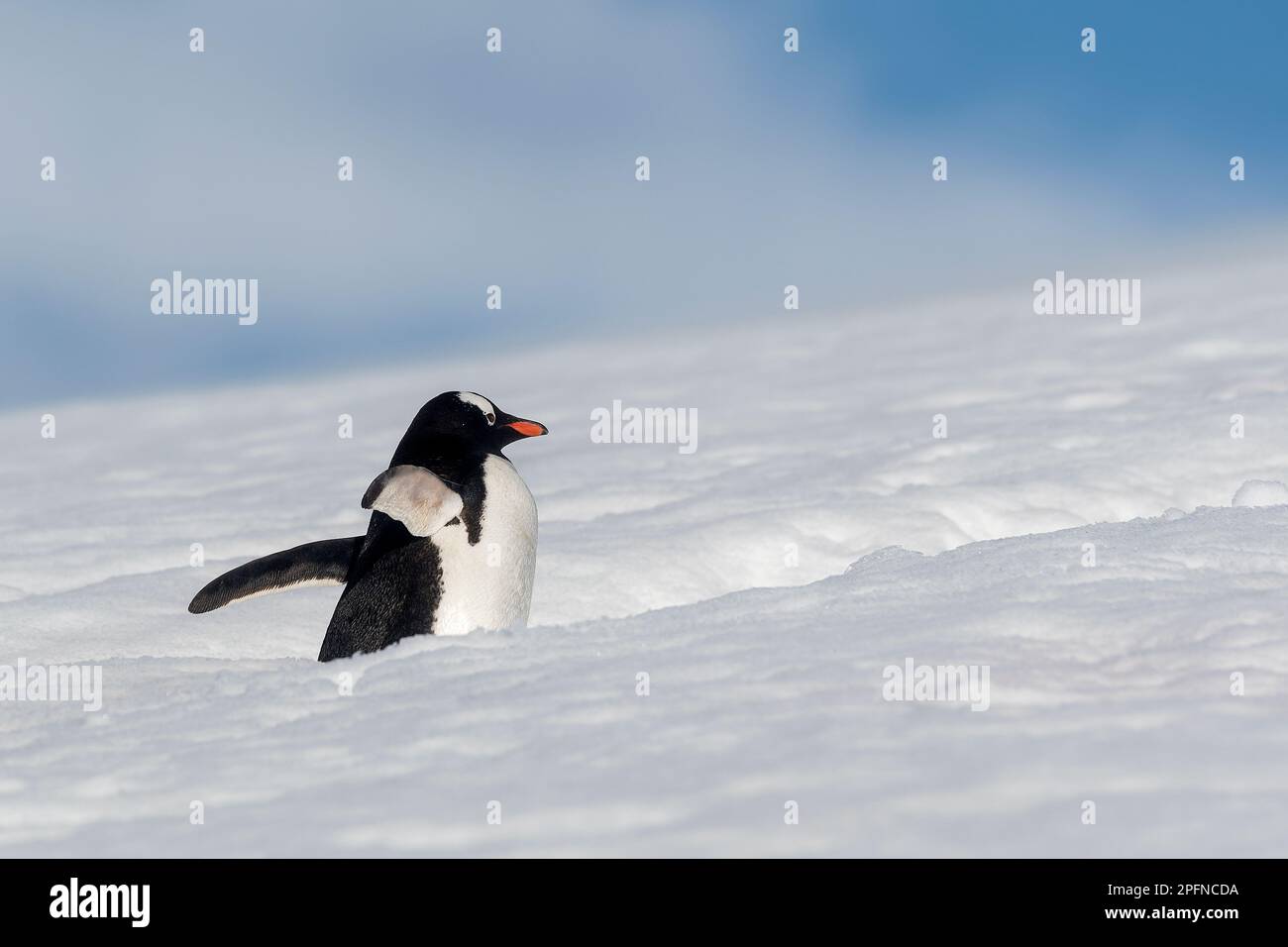Antarktische Halbinsel. Danco Island. Gentoo-Pinguin (Pygoscelis papua) Stockfoto