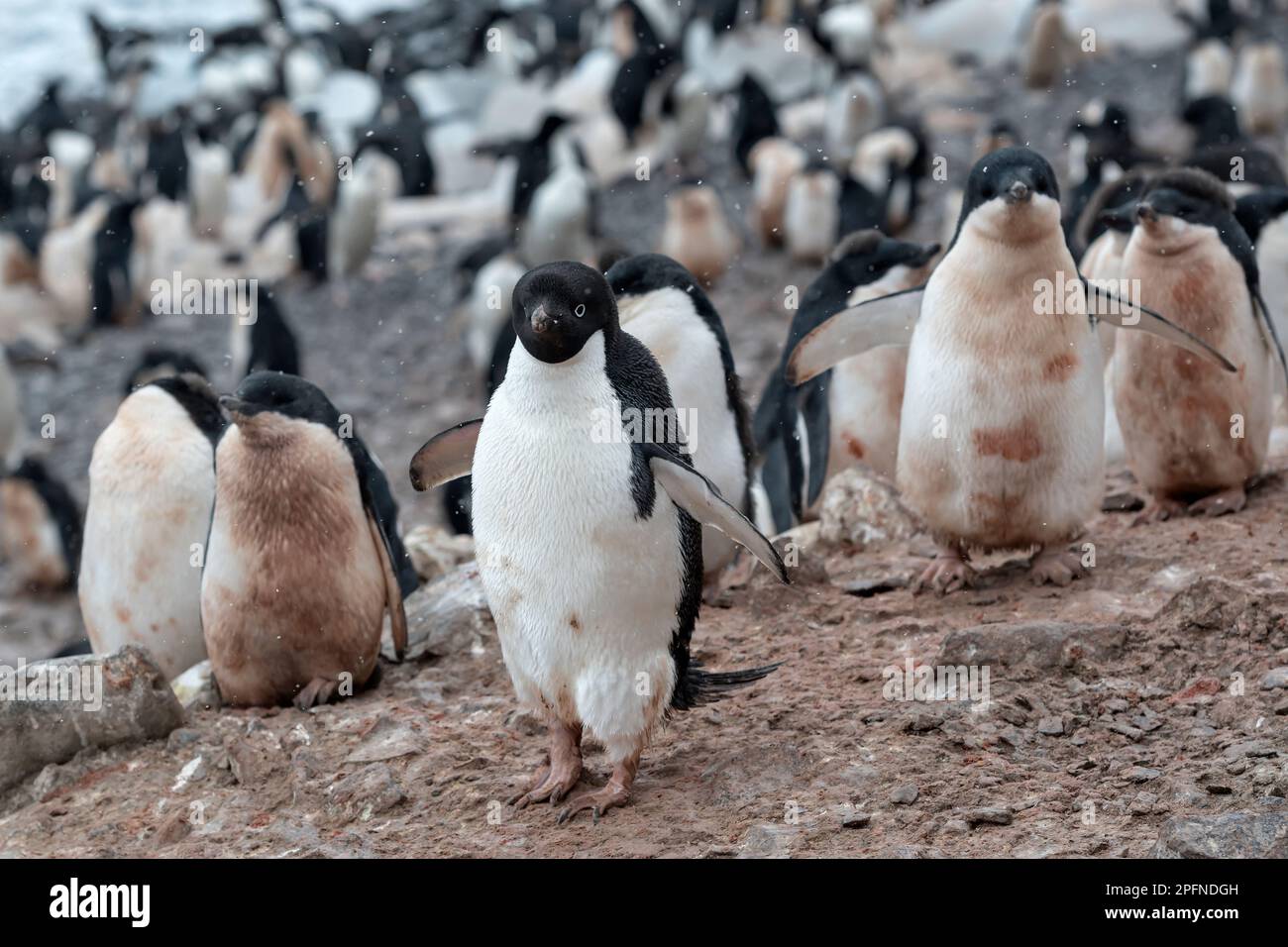 Antarktis-Halbinsel, Paulet-Insel. Adelie-Pinguine (Pygoscelis adeliae) Stockfoto