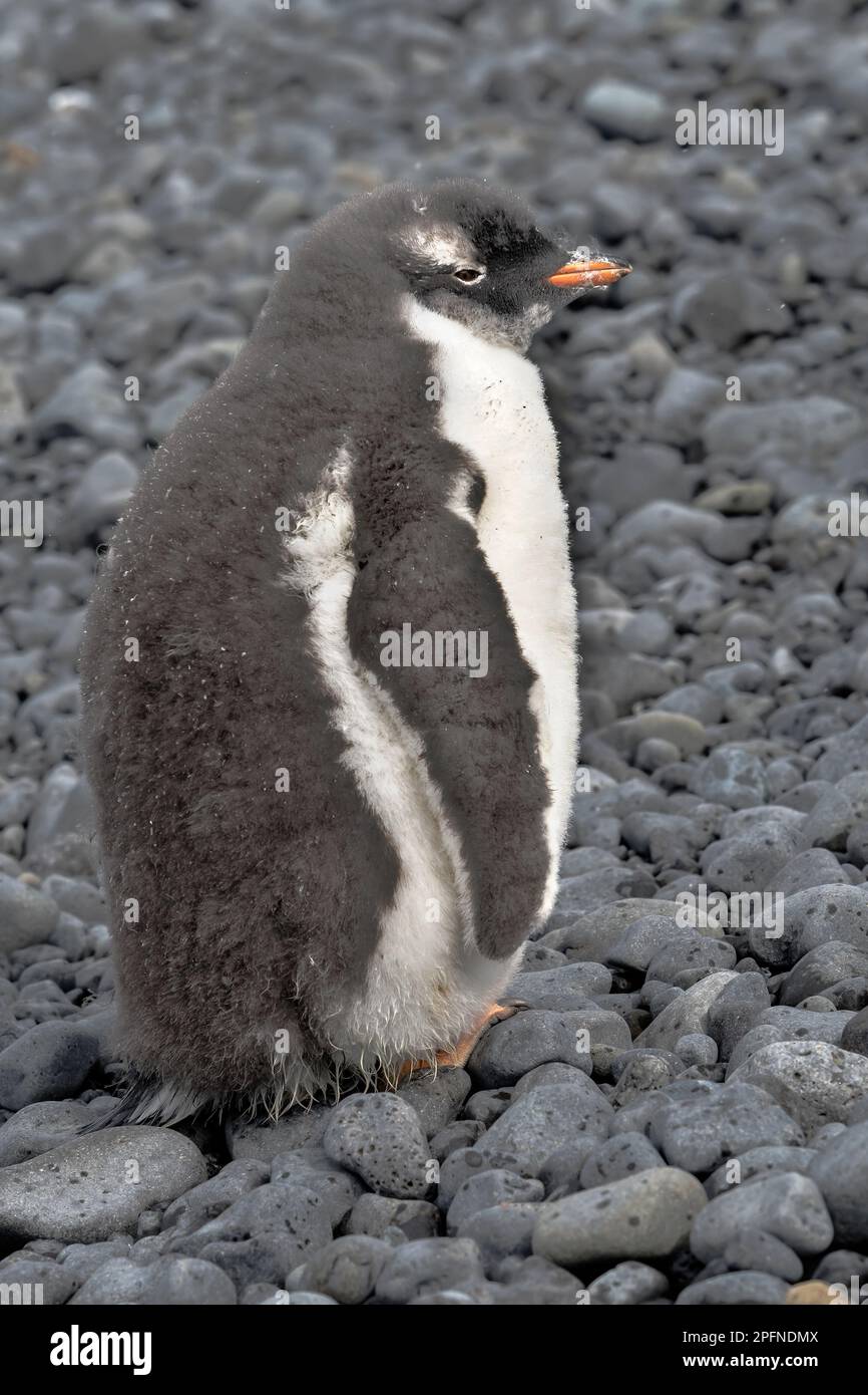 Antarktis-Halbinsel, Palaver Point. Gentoo-Pinguin (Pygoscelis papua) Stockfoto