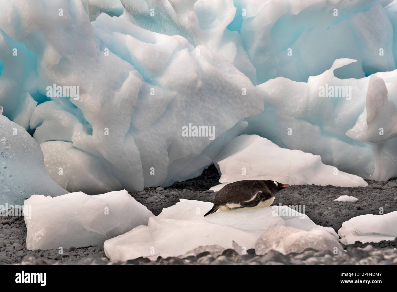 Antarktis-Halbinsel, Palaver Point. Gentoo-Pinguine (Pygoscelis papua) Stockfoto