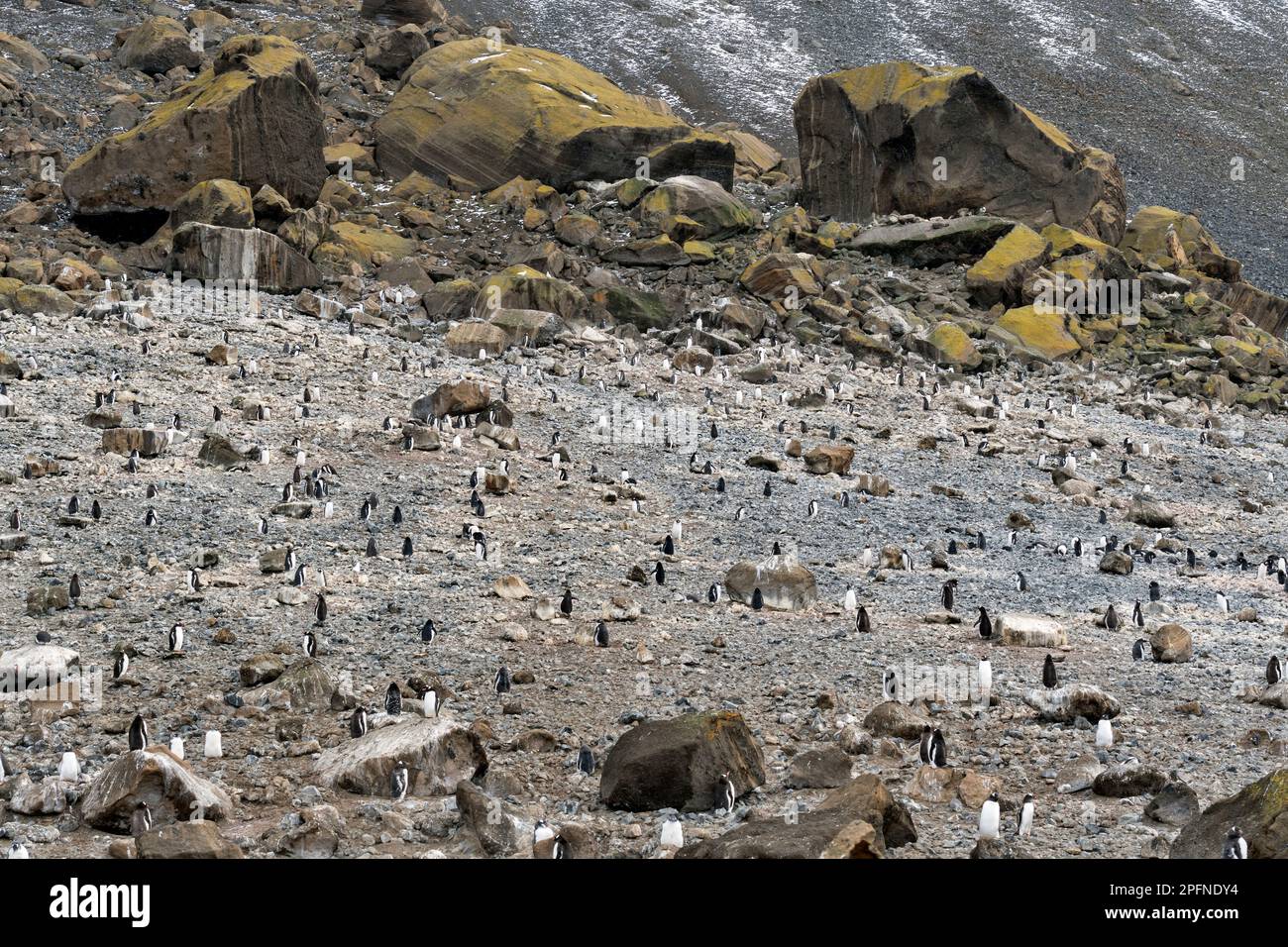 Antarktische Halbinsel. Brown Bluff. Gentoo-Pinguine (Pygoscelis papua) Stockfoto