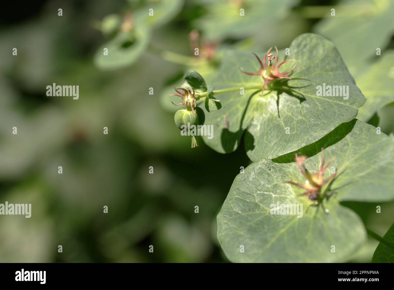 Euphorbia macroceras. Holzspreizblüten (Euphorbia amygdaloides). Detail der Blume. Nahaufnahme. Wilde grüne Blumenpflanze in Waldnatur Stockfoto