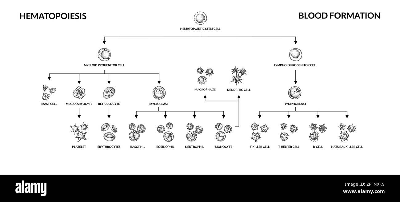 Hämatopoese-Diagramm. Menschliche Blutzelltypen mit Namen. Wissenschaftlich-mikrobiologische Vektordarstellung im Skizzenstil. Es bilden sich zelluläre Blutbestandteile Stock Vektor