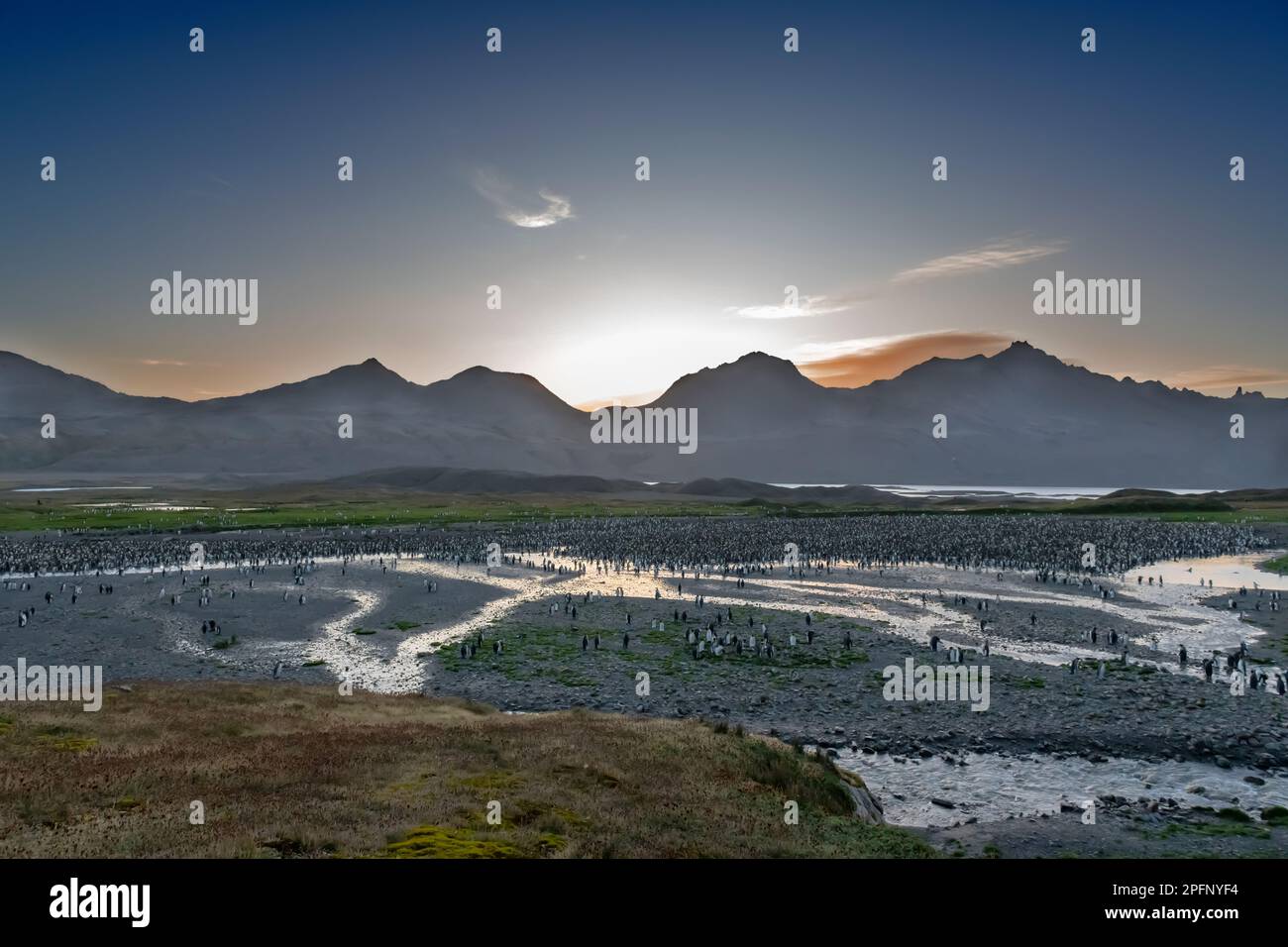 Südgeorgien, Fortuna Bay. Königspinguine (Aptenodytes patagonicus) Stockfoto