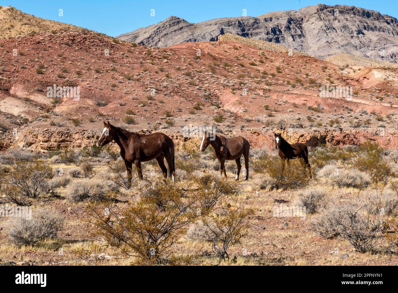 Wildpferde im Bitter Spring Valley, in der Nähe des Lake Mead National Recreation Area, Nevada, USA Stockfoto