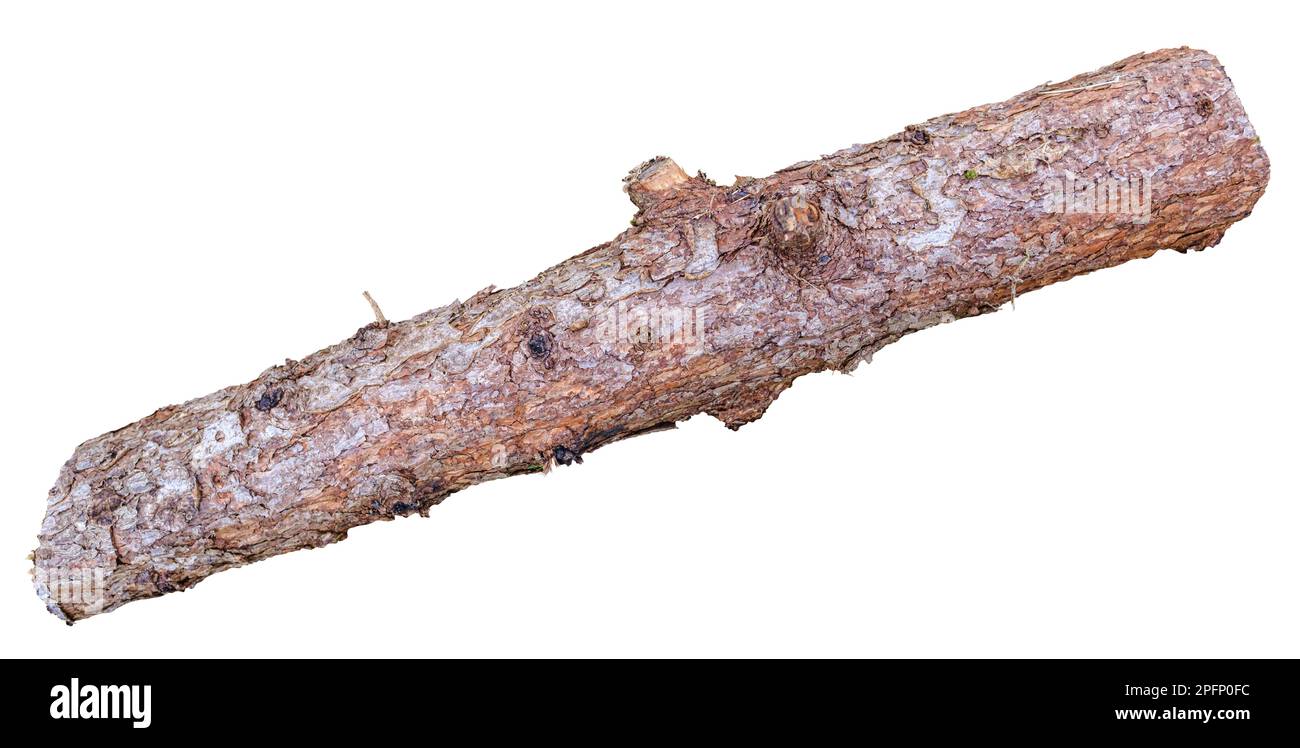 Isoliertes Log für Feuerholz auf weißem Hintergrund Stockfoto