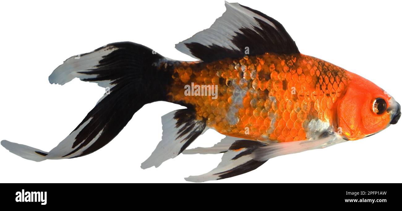 Hellorangefarbener und schwarzer Haustierfisch isoliert auf weißem Hintergrund Stockfoto