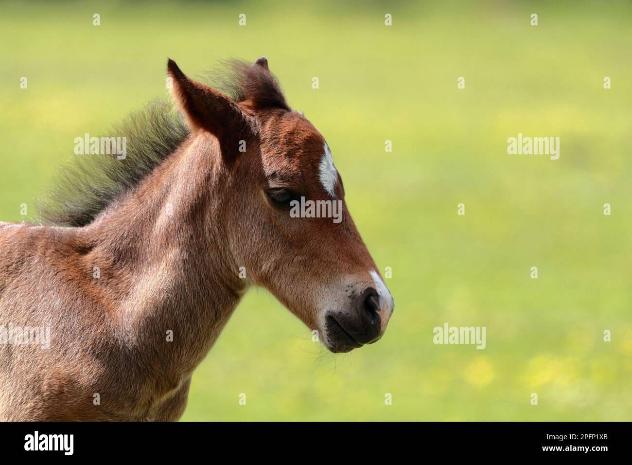 Niedliches braunes New Forest Ponyfohlen mit weißer Stirn, Kopfschuss mit grasbewachsenem Hintergrund, nach rechts gerichtet Stockfoto