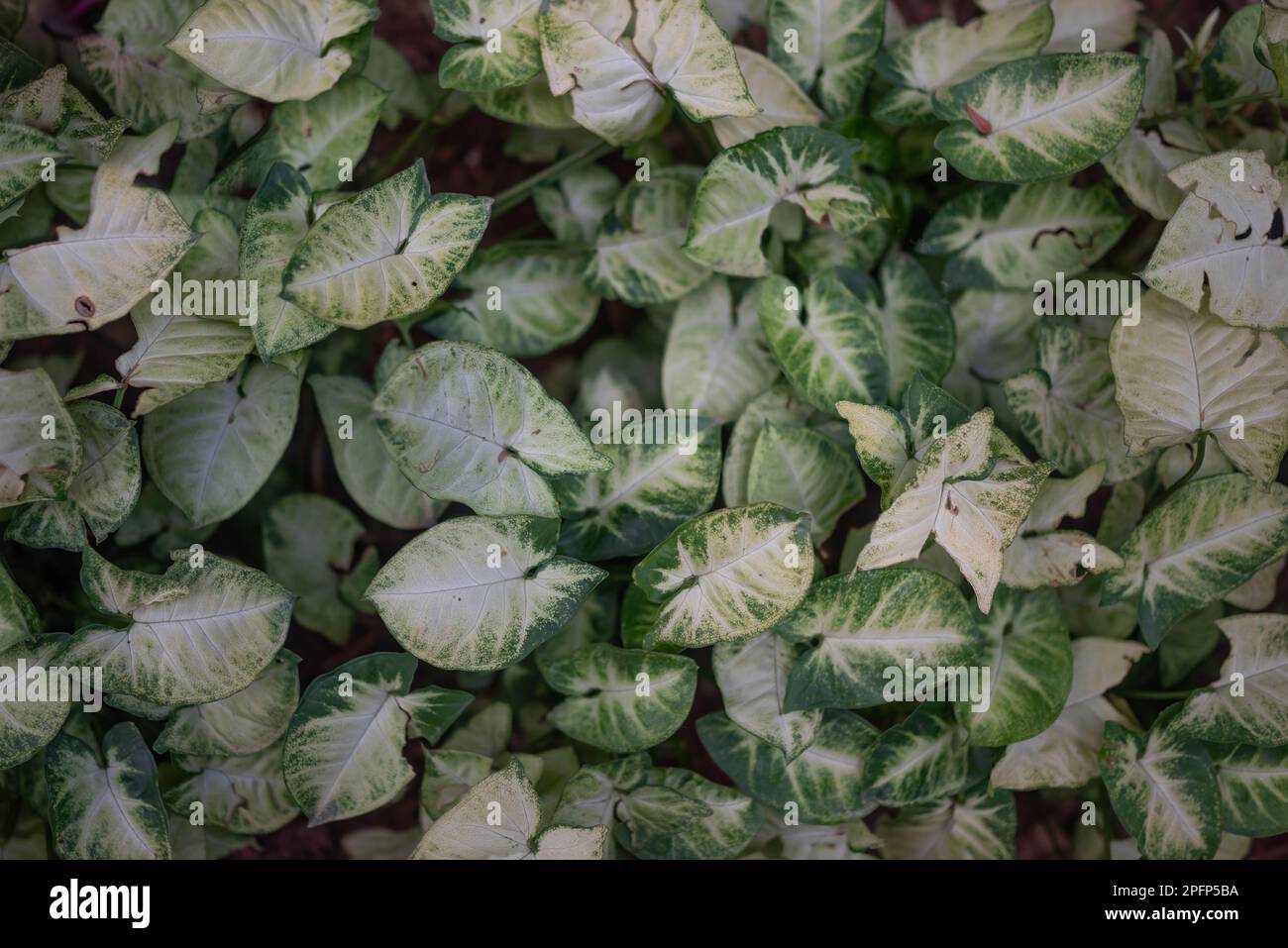 Weiß und grün hinterlässt Hintergrund. Sommer-Naturtapete. Arrowhead Vine Stockfoto