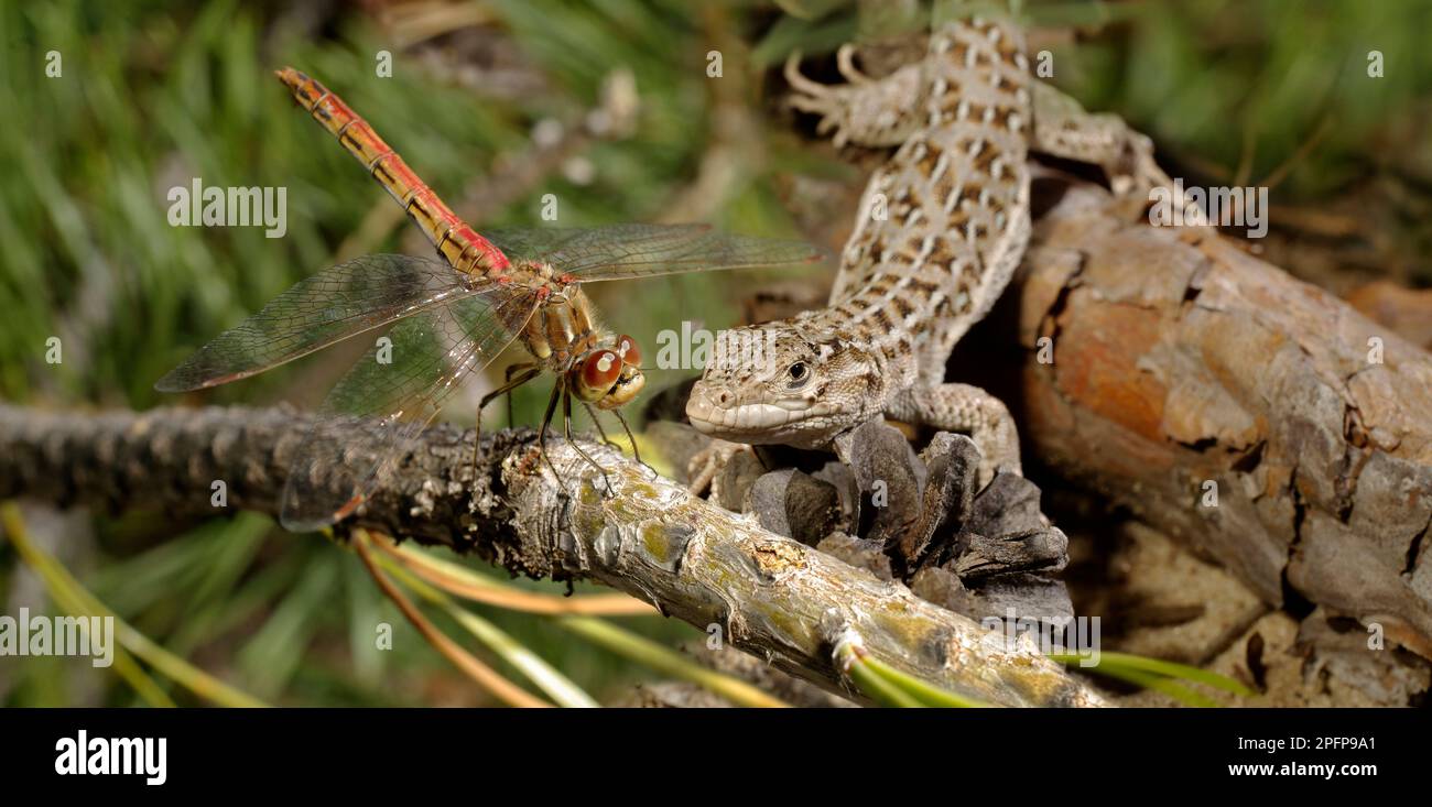 Eine Eidechse (lat. Lacertilia, ehemals Sauria) nimmt eine gewöhnliche Libelle oder einen gewöhnlichen, zusammengedrückten Bauch (lat. Sympetrum vulgatum) aus der Ukraine, Europa Stockfoto