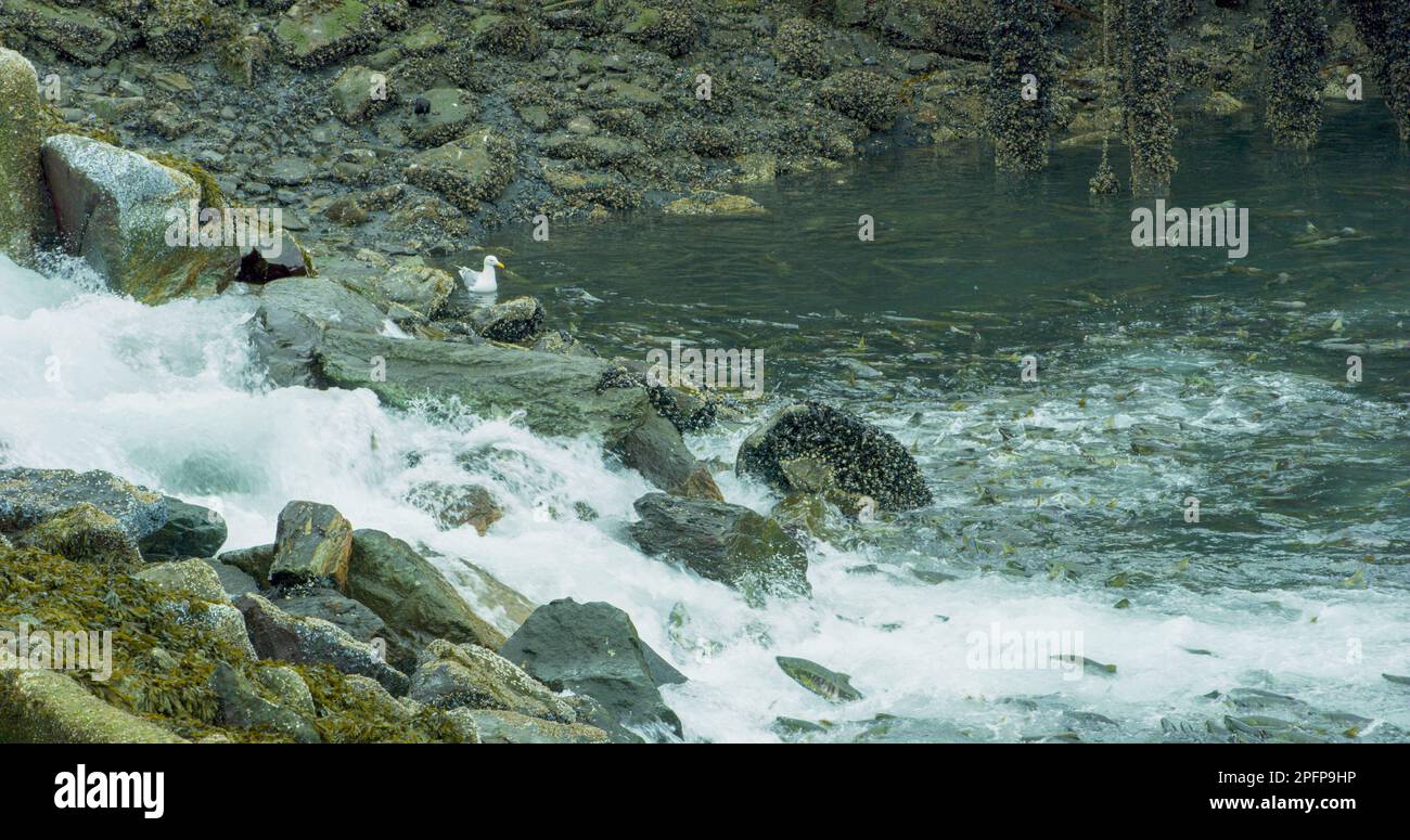Lachse springen auf felsige Flussbetten und schwimmen flussaufwärts mit Stromschnellen. Alaska Lachs Migration: Eine Reise voller Herausforderungen und Wunder. USA., 2017 Stockfoto