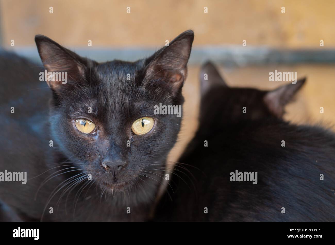 Schwarze verirrte faule Katze, die in der Ecke der Wand liegt, warmer, gemütlicher Ort an sonnigen Tagen im Freien, Horisontalfoto Stockfoto