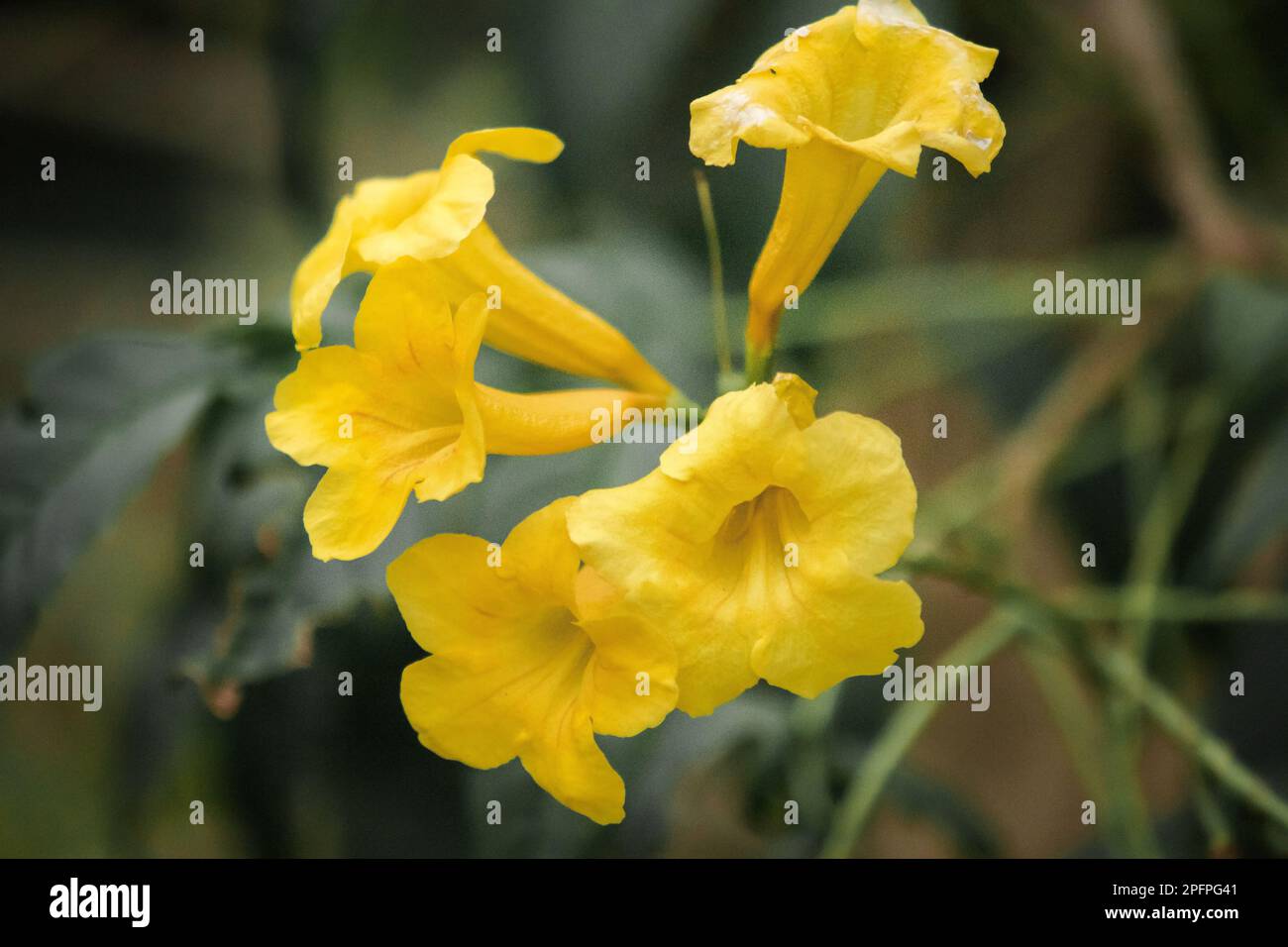 Tecoma stans, leuchtend gelbe Blumen, leicht anzubauen, beliebt auf der Straße, vermehrt durch Samen und Stecklinge. Stockfoto