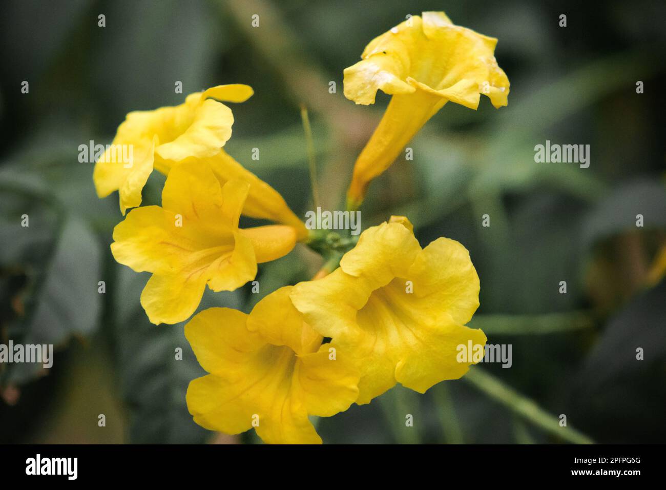 Tecoma stans, leuchtend gelbe Blumen, leicht anzubauen, beliebt auf der Straße, vermehrt durch Samen und Stecklinge. Stockfoto