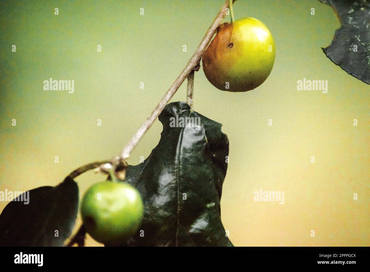 Jujube, eine kleine Frucht mit rötlich-brauner Rinde, weißem Fleisch, süßem Geschmack. Stockfoto